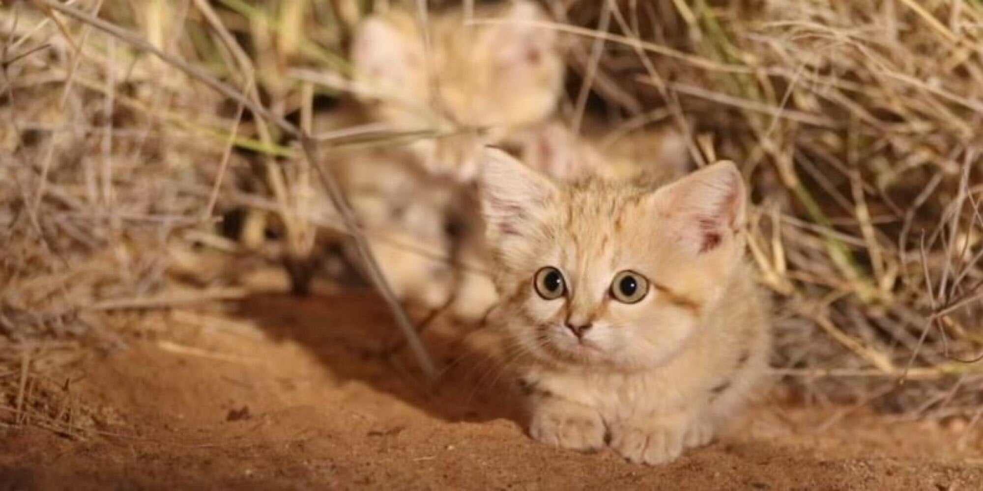 Μικρά αγριόγατας άμμου για πρώτη φορά on camera στο φυσικό τους περιβάλλον
