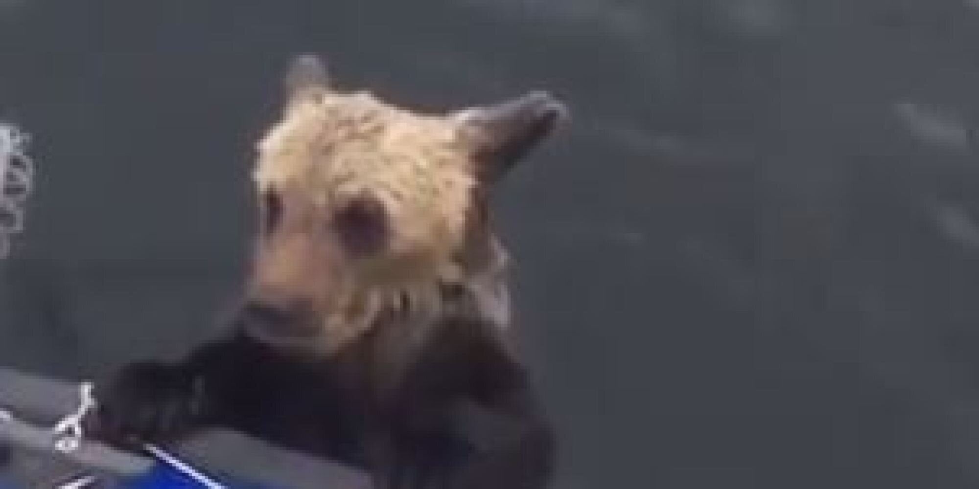 Ψαράδες έπιασαν με απόχη και έσωσαν από βέβαιο πνιγμό δύο αρκουδάκια