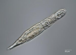 Μικροσκοπικό ζώο επανήλθε στη ζωή μετά από 24.000 χρόνια “διατήρησης” σε συνθήκες ψύξης στη Σιβηρία