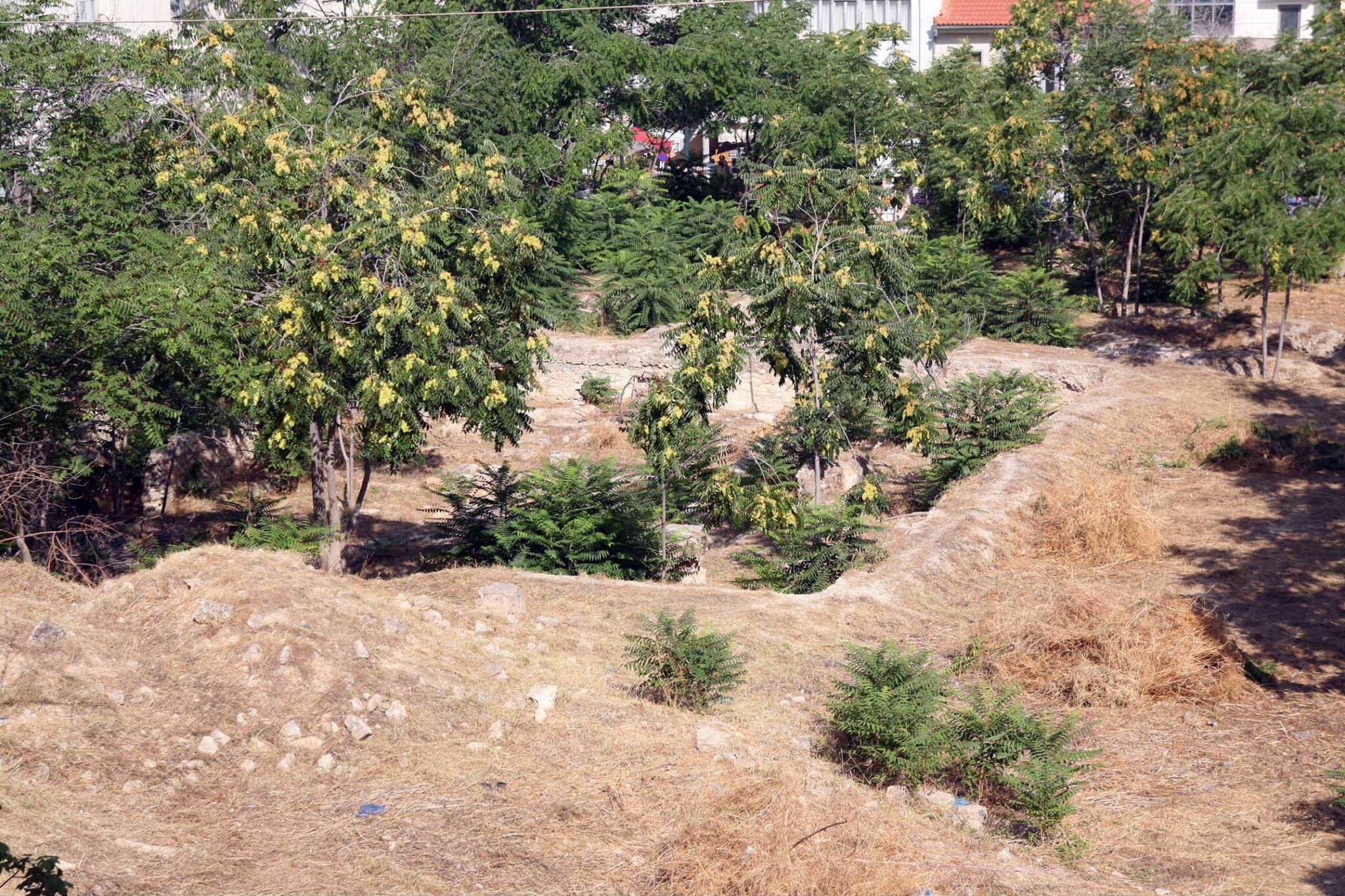 Παράταση δηλώσεων καθαρισμού οικοπεδικών και ακάλυπτων χώρων