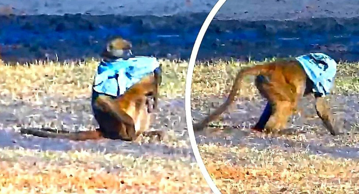 Πονηρός μπαμπουίνος έκλεψε σώβρακο, το φόρεσε και δημιούργησε μόδα (βίντεο)