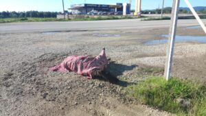 Credit: Φιλοζωικη Οργανωση Αγρινιου