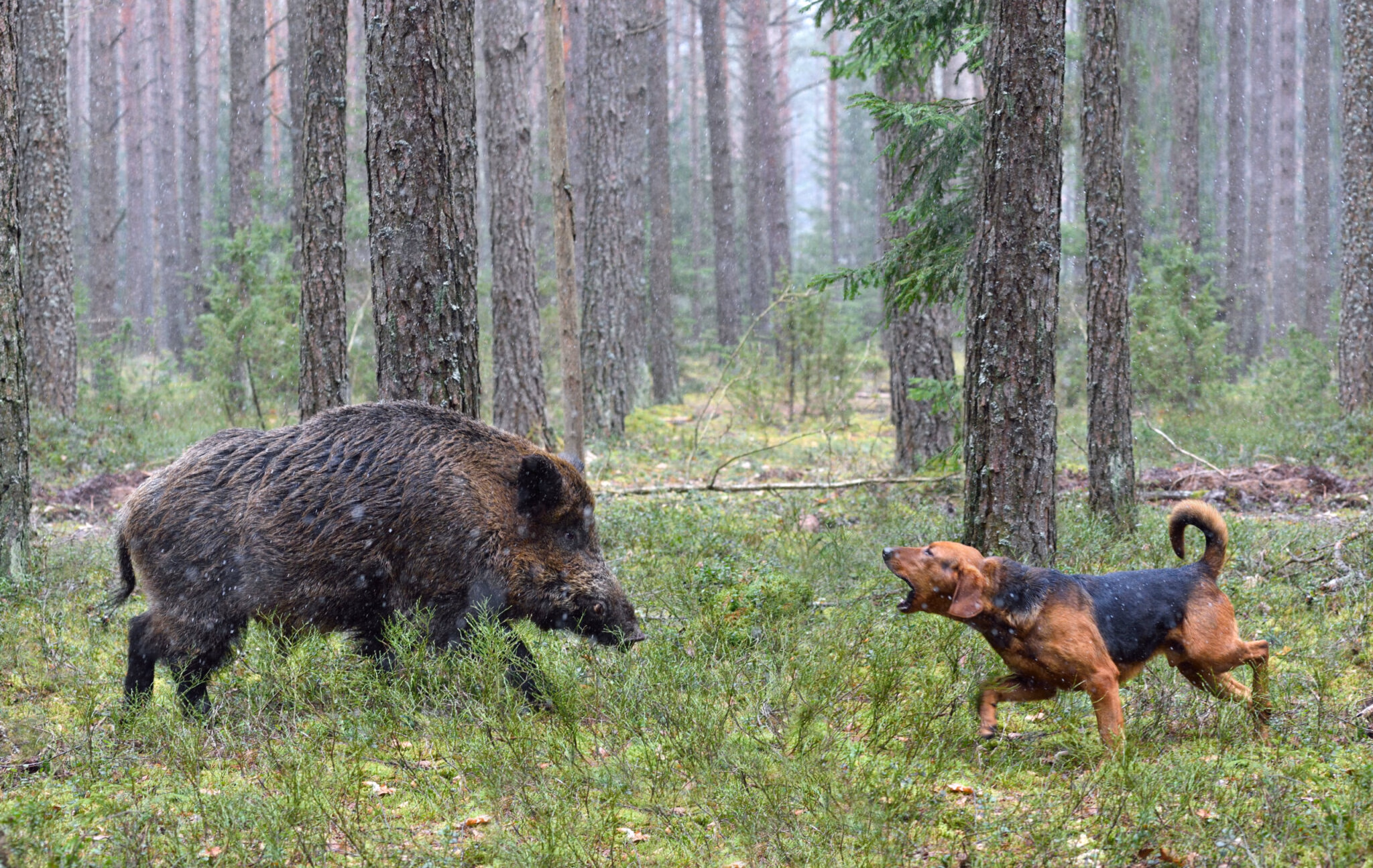 Αγριόχοιροι, σφαίρες, ψέματα: Ο Γ.Γ. Δασών δεν δικαιούται να λέει «δεν ήξερα» – Ανευθυνότητα και κίνδυνοι
