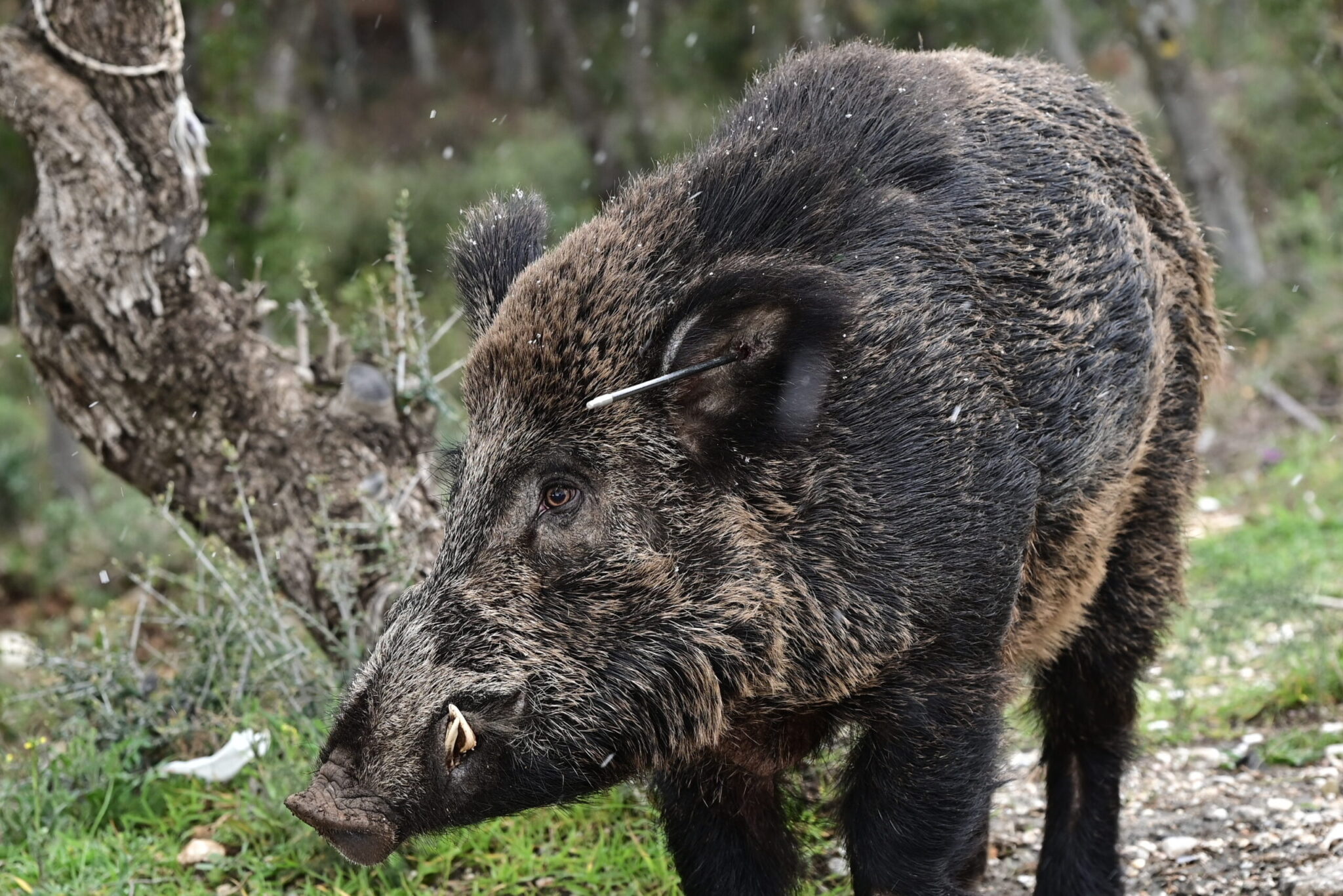 Τα αγριογούρουνα στα Βόρεια Προάστια, οι κυνηγοί και τα επικίνδυνα κενά στον συντονισμό – Ασυνεννοησία παραδέχεται ο Γενικός Γραμματέας Δασών (βίντεο)