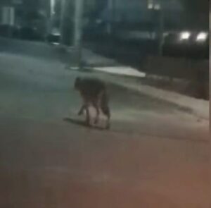 Πεινασμένος λύκος στα σπίτια σε Άνω Λιόσια και Πετρούπολη – Αγριογούρουνα σε Βόρεια και Δυτικά Προάστια (Βίντεο)
