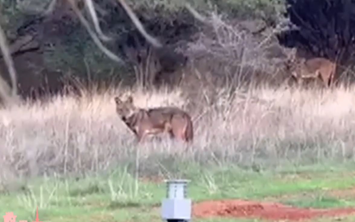 Λύκοι εμφανίστηκαν στη Θέρμη Θεσσαλονίκης – Σε απόσταση αναπνοής από τα σπίτια τα άγρια ζώα (Βίντεο)
