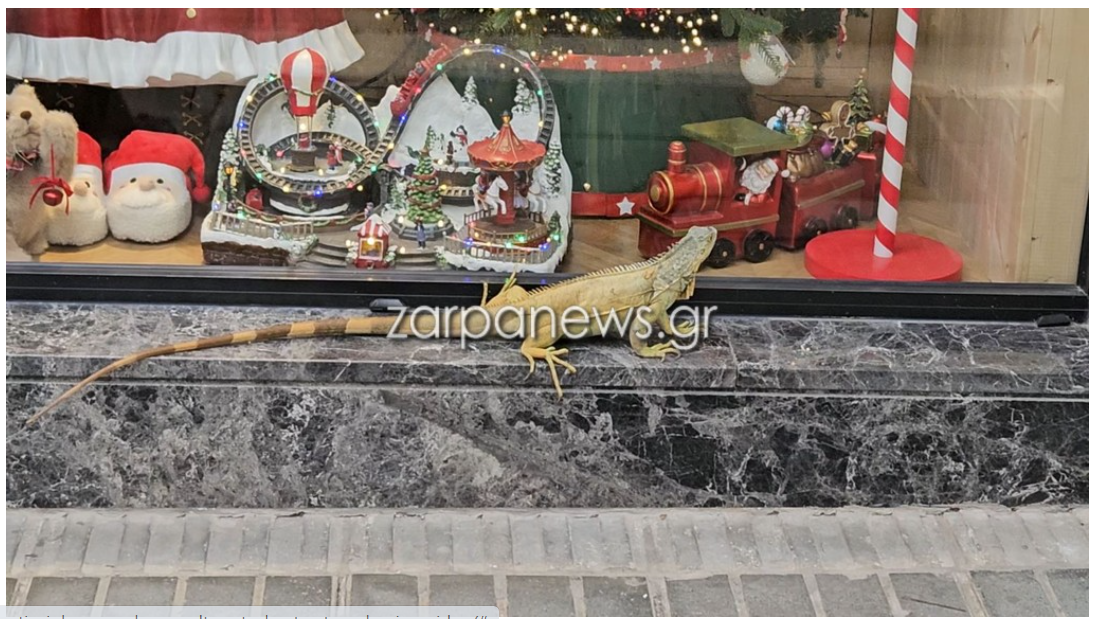 Τεράστιο ιγκουάνα κόβει βόλτες στα Χανιά – Εκανε «window shopping» (Εικόνες)