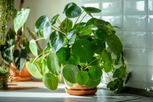 Πιλέα πεπερομιοδές (Pilea peperomioides)