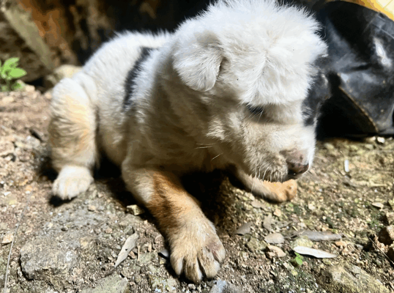 Kτηνωδία στο Πήλιο: Πέθανε και το τελευταίο από τα κουτάβια που πετάχτηκαν στον γκρεμό – Το μοναδικό που είχε διασωθεί (Βίντεο)