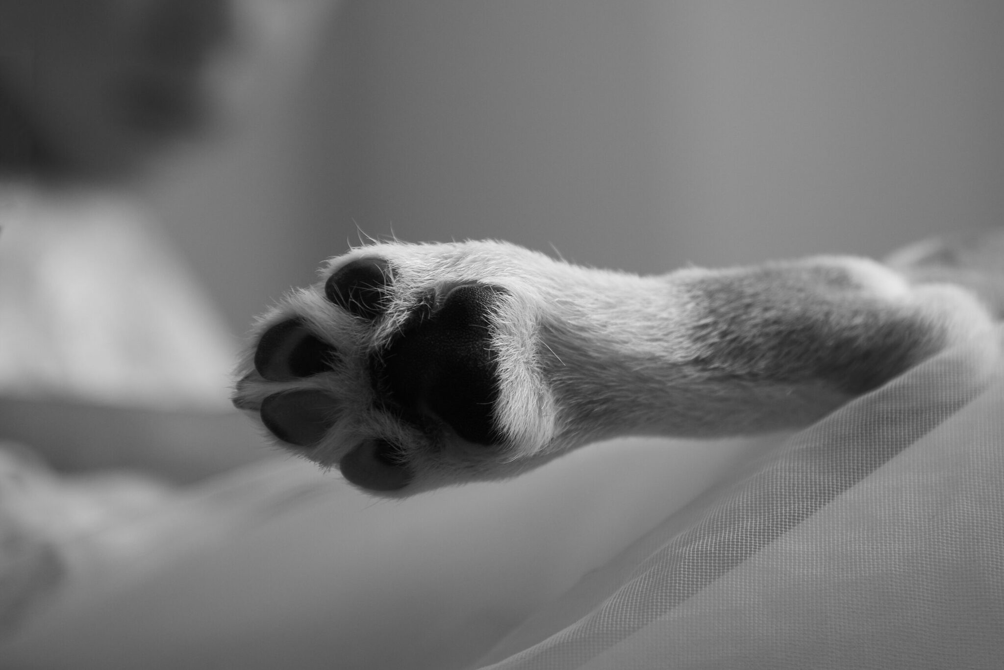 Κρήτη: Κτηνωδία με 17 νεκρά κουτάβια κάτω από γέφυρα