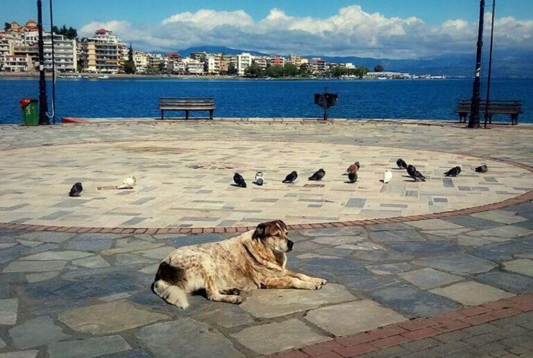 Δήμος Χαλκιδέων: Ετοιμάζει άγαλμα προς τιμήν αδέσποτου σκύλου μετά τον θάνατό του – «Ηταν σύμβολο συνύπαρξης ανθρώπων και ζώων» (εικόνες)