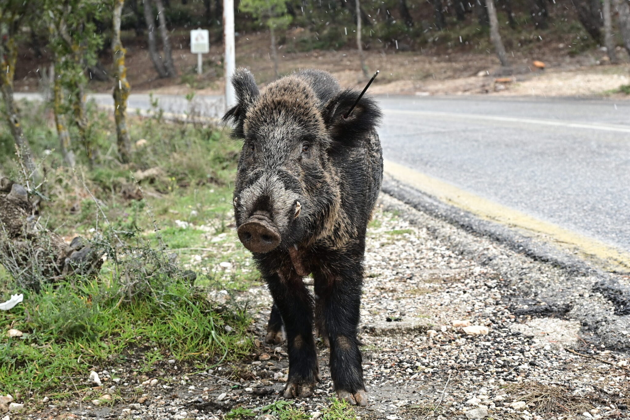 Ραφήνα: Αγριογούρουνα σε διασταύρωση της Λεωφόρου Μαραθώνος – Διέσχισαν τον δρόμο