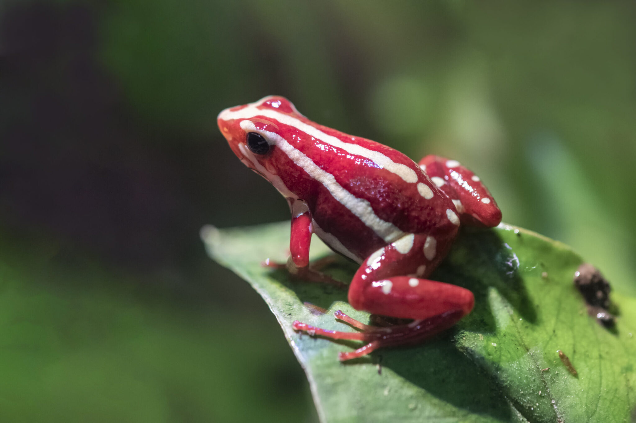 Ο βάτραχος της οικογένειας των δενδροβατίδων, η δηλητηριώδης τοξίνη επιβατιδίνη που παράγει και η δολοφονία Ναβάλνι