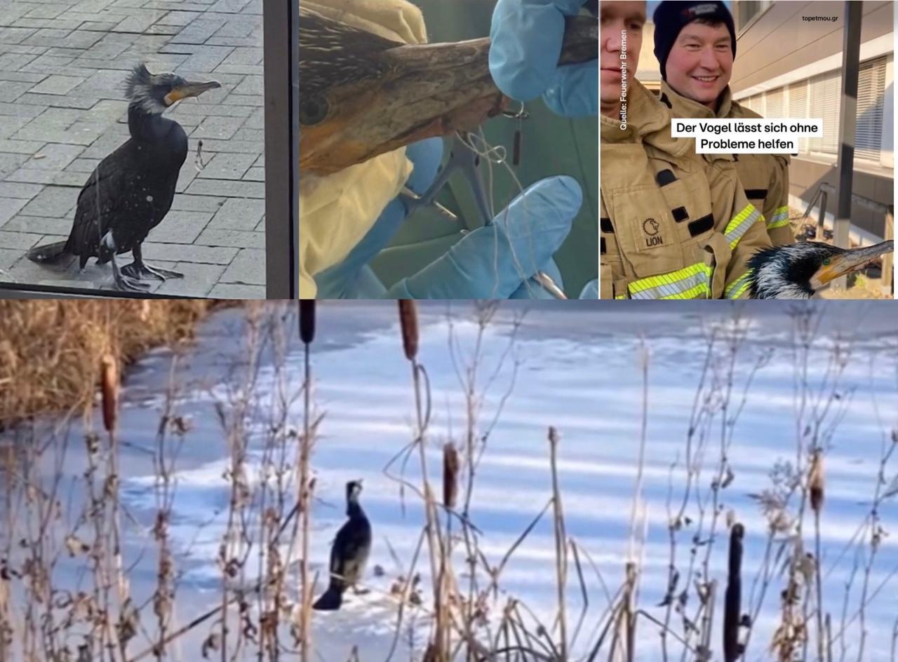 Κορμοράνος «χτύπησε» την πόρτα των Επειγόντων για βοήθεια στη Γερμανία – Είχε καρφωμένο στο ράμφος του τριπλό αγκίστρι ψαρέματος