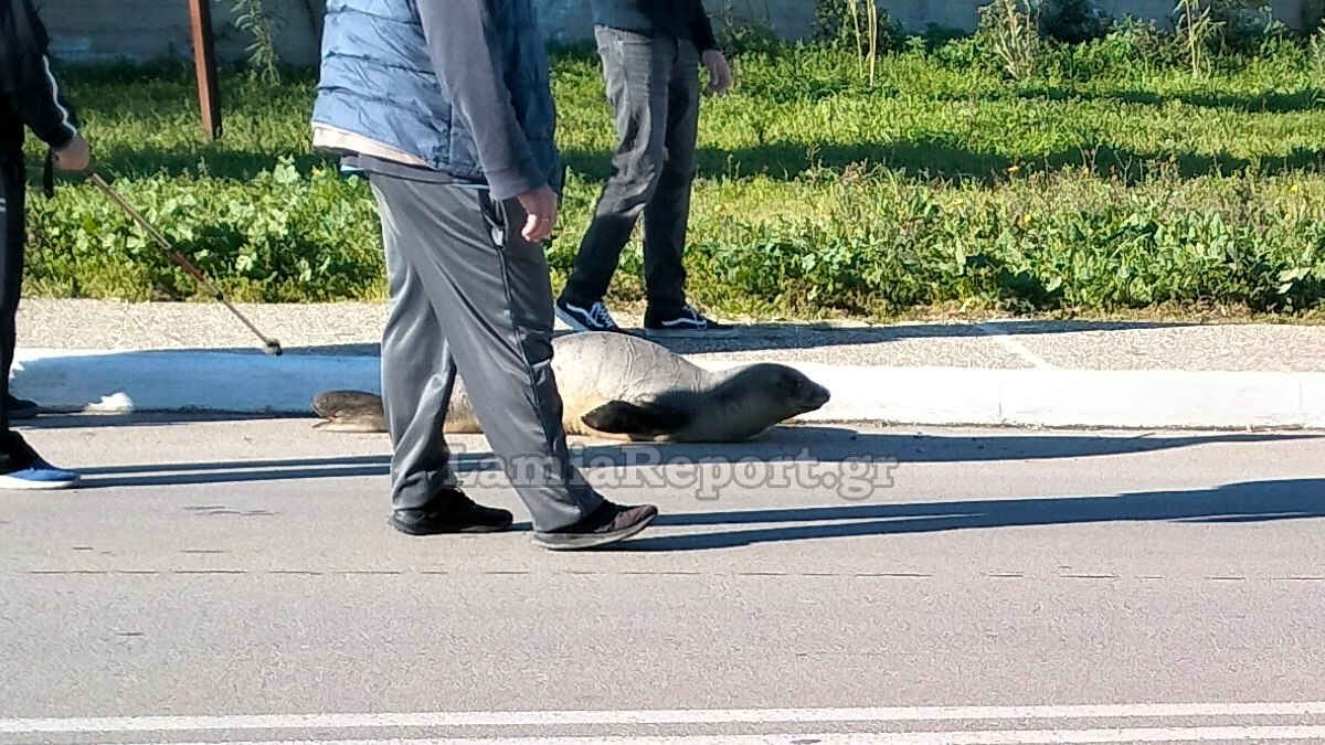 Φθιώτιδα: Φώκια βγήκε βόλτα στη στεριά – Εφτασε 200 μέτρα μακριά από την ακτή (βίντεο)