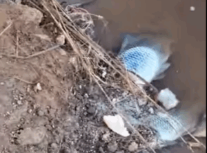 Οικολογική καταστροφή στη Κρήτη: Νεκρά ψάρια, πουλιά και αμφίβια (Βίντεο)