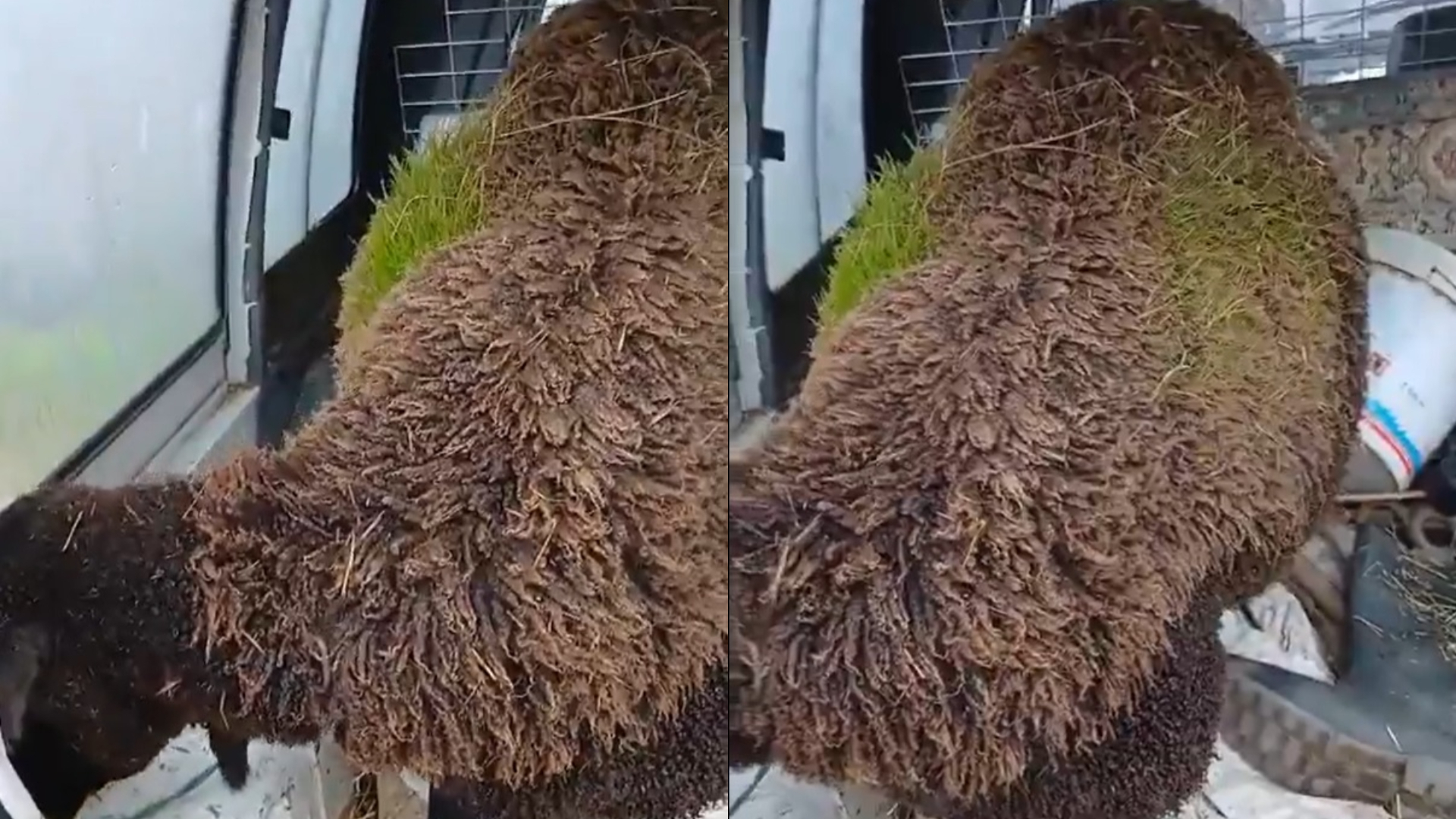 Ισπανία: Πρόβατα με πράσινο μαλλί έγιναν viral – Χορτάρι φύτρωσε πάνω τους μετά την καταιγίδα Λεονάρντο (βίντεο)