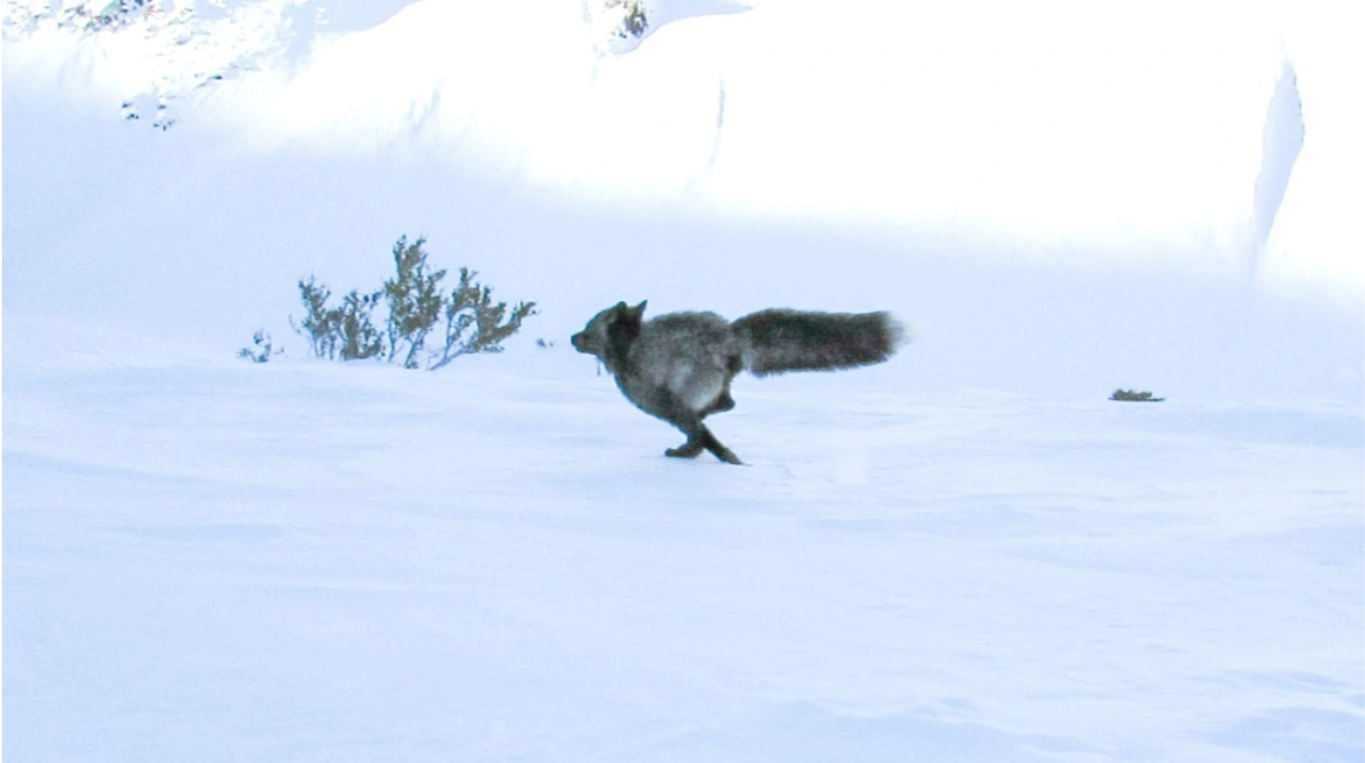 Καλιφόρνια: Επιστήμονες εντόπισαν για πρώτη φορά σπάνιο ζώο στη Σιέρα Νεβάδα – Υπάρχουν μόνο 50 από το είδος (Εικόνες)