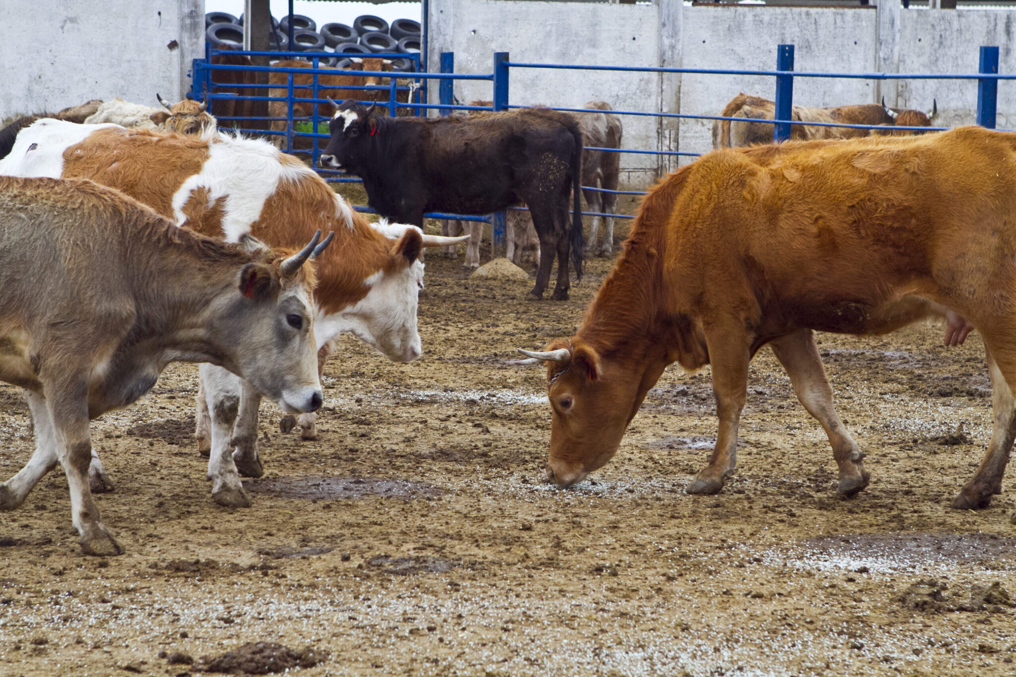 Λέσβος: 8 νέα κρούσματα αφθώδους πυρετού