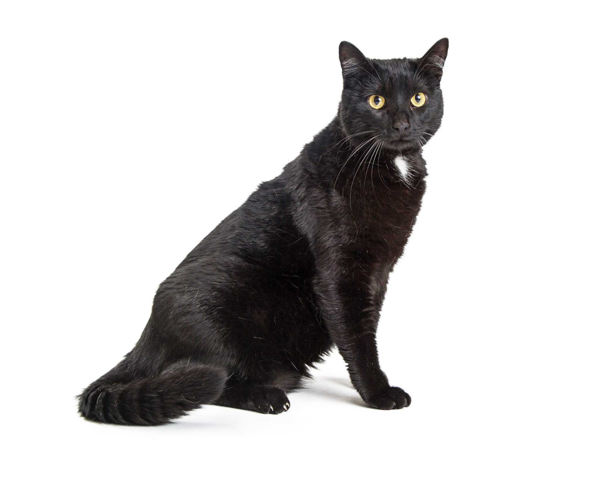 Μαύρη γάτα «εισέβαλε» on air στον ΣΚΑΪ -Η αντίδραση της παρουσιάστριας (βίντεο)