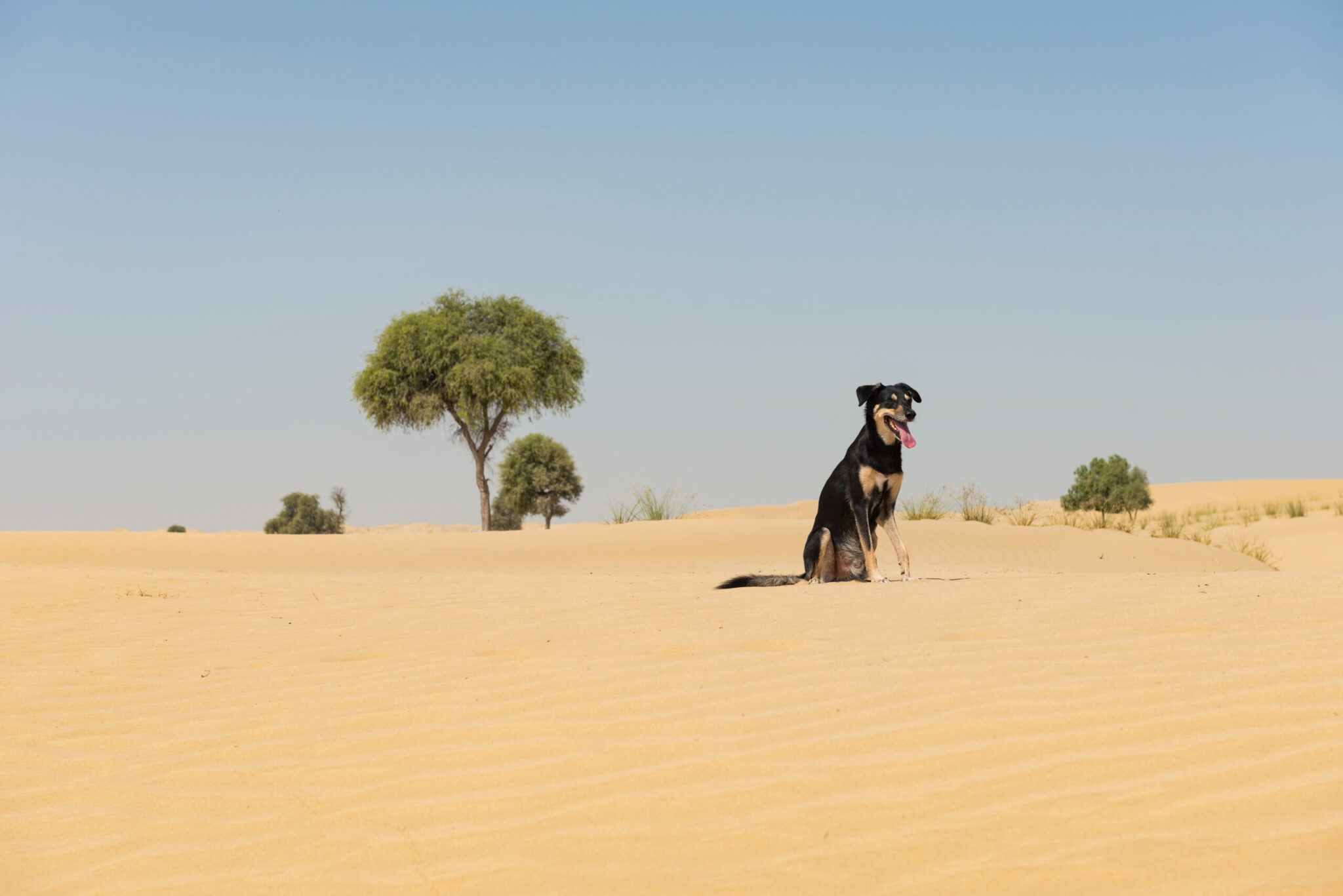 Ντουμπάι: Εγκαταλείπουν τα κατοικίδια τους στους δρόμους και έξω από τα κέντρα διάσωσης, καθώς βιάζονται να φύγουν