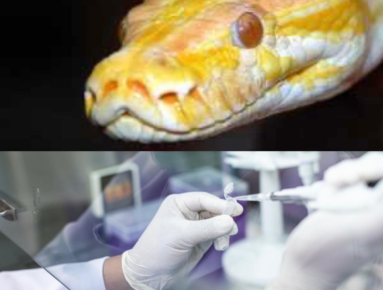 Από το αίμα του πύθωνα στο εργαστήριο της παχυσαρκίας