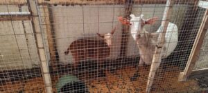 Δήμος Αθηναίων