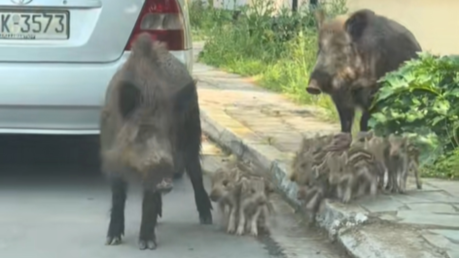Οι νέοι «κάτοικοι» των Θρακομακεδόνων – Αγριογούρουνα κάνουν βόλτα μέρα μεσημέρι (βίντεο)