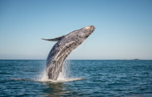istock