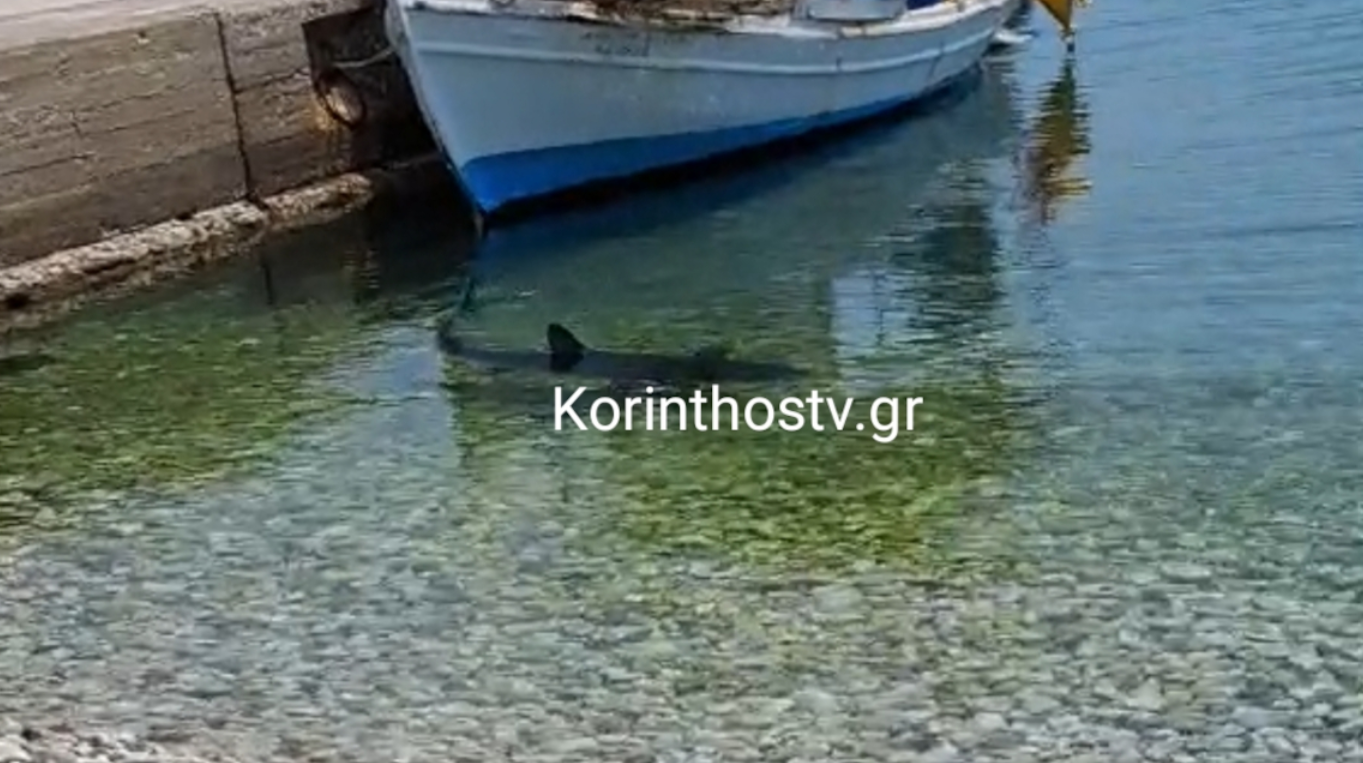 Κόρινθος: Καρχαρίας στα Λουτρά Ωραίας Ελένης – Σε πολύ μικρή απόσταση από την ακτή  (Βίντεο)