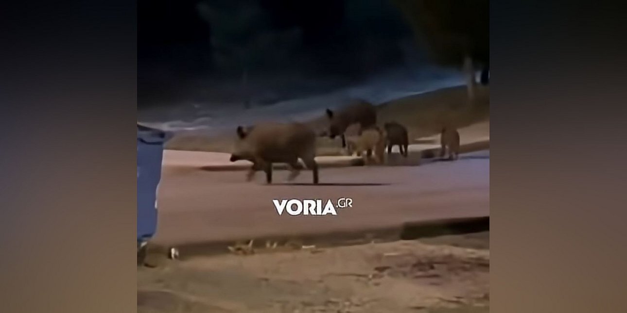 Αγριογούρουνα βγήκαν… βόλτα σε πάρκο στο Πανόραμα Θεσσαλονίκης (βίντεο)