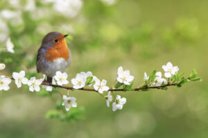 iStock