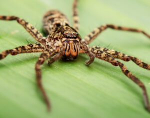 Η αράχνη-κυνηγός (huntsman spider) της Αυστραλίας - Πηγή: iSTOCK