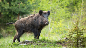 iStock