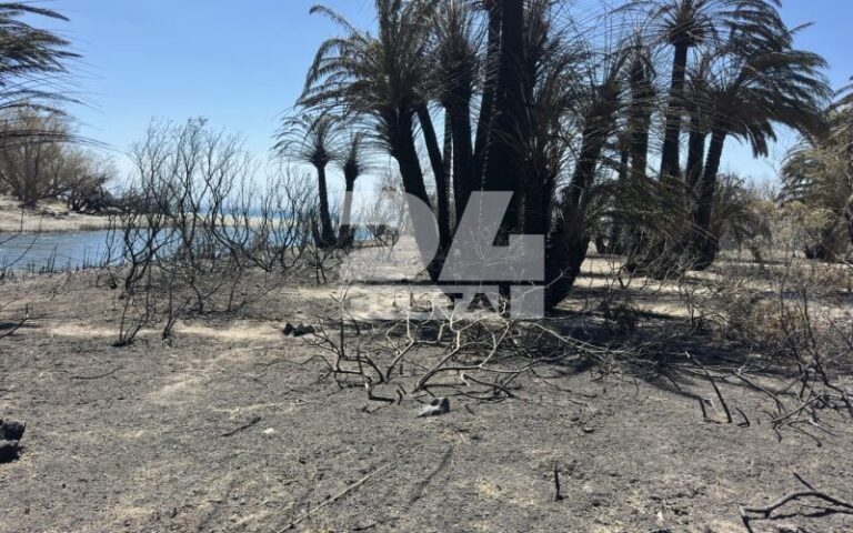 Πρέβελη: Η επόμενη μέρα από την καταστροφική φωτιά στο φοινικόδασος (εικόνες- βίντεο)