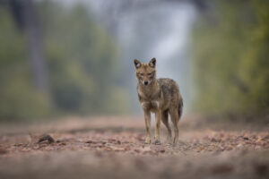 iStock